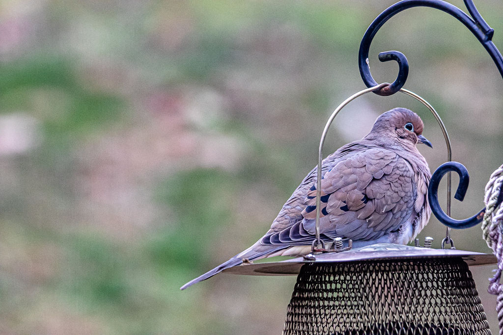 Backyard Birds NH-9942.jpg